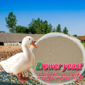 China Suppliers Brewer Yeast Powder with Free Sample